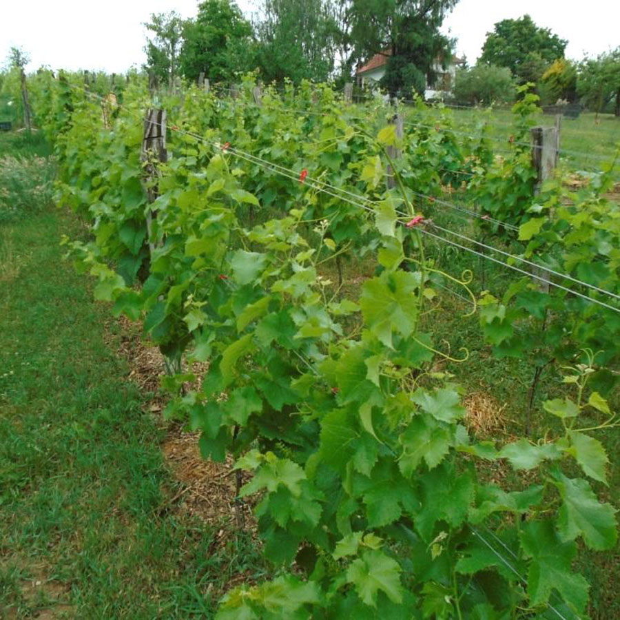 Hrbkovi Červen 2018