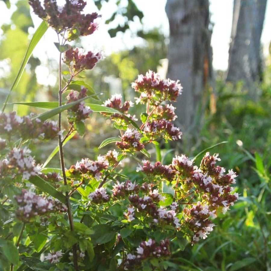 Hrbkovi Červenec 2017