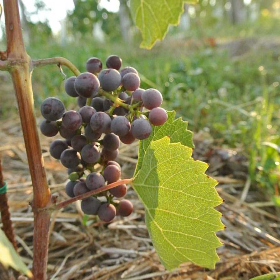 Hrbkovi Červenec 2017