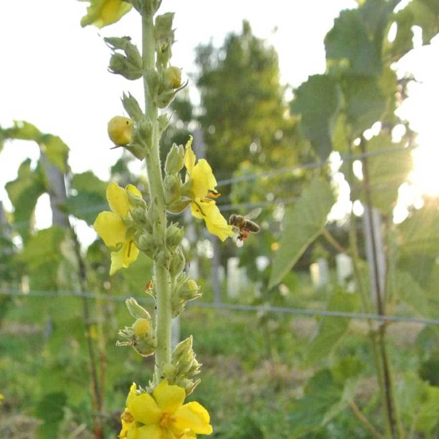 Hrbkovi Červenec 2017