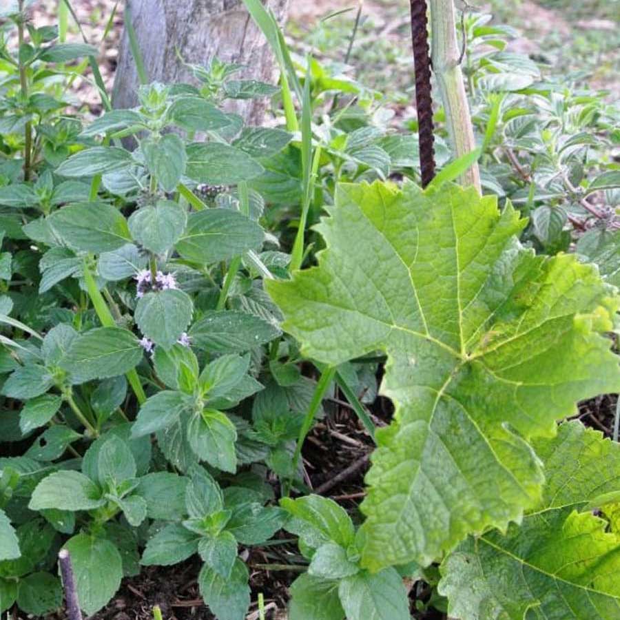 Hrbkovi Červenec 2017