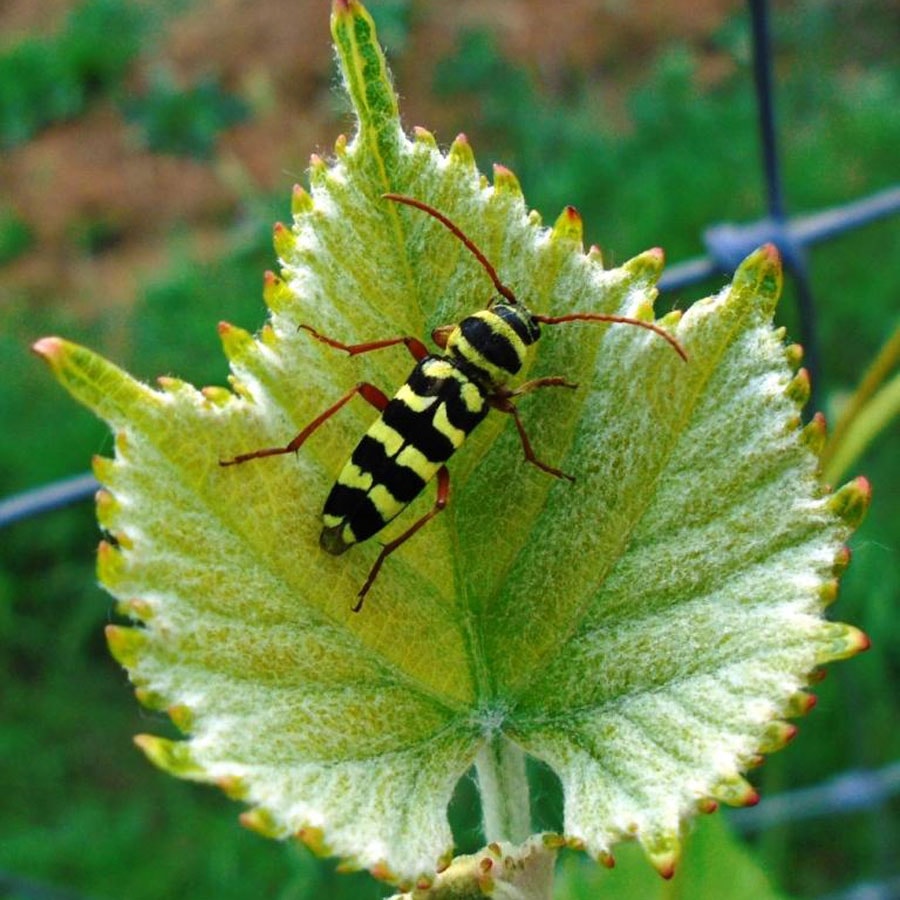 Hrbkovi Červen 2018