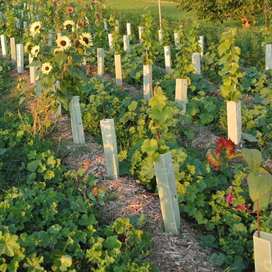 Hrbkovi Solaris, září 2015