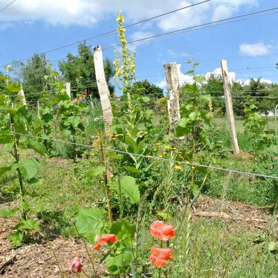 Hrbkovi Solaris, červen 2016