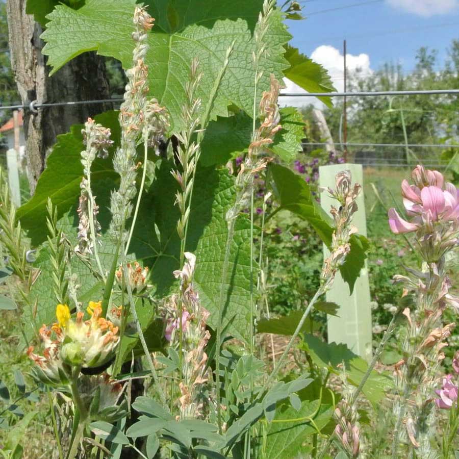 Hrbkovi Solaris, červen 2016