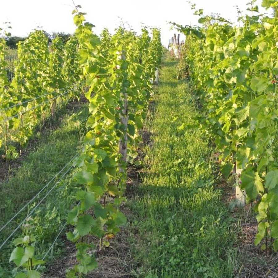 Hrbkovi Solaris, srpen 2016