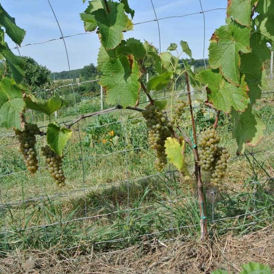 Hrbkovi Solaris, září 2016