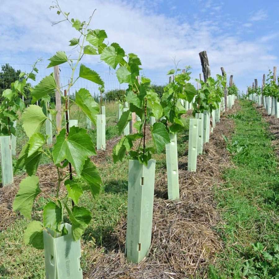 Hrbkovi Cabernet cortis + Cabernet cantor, září 2016