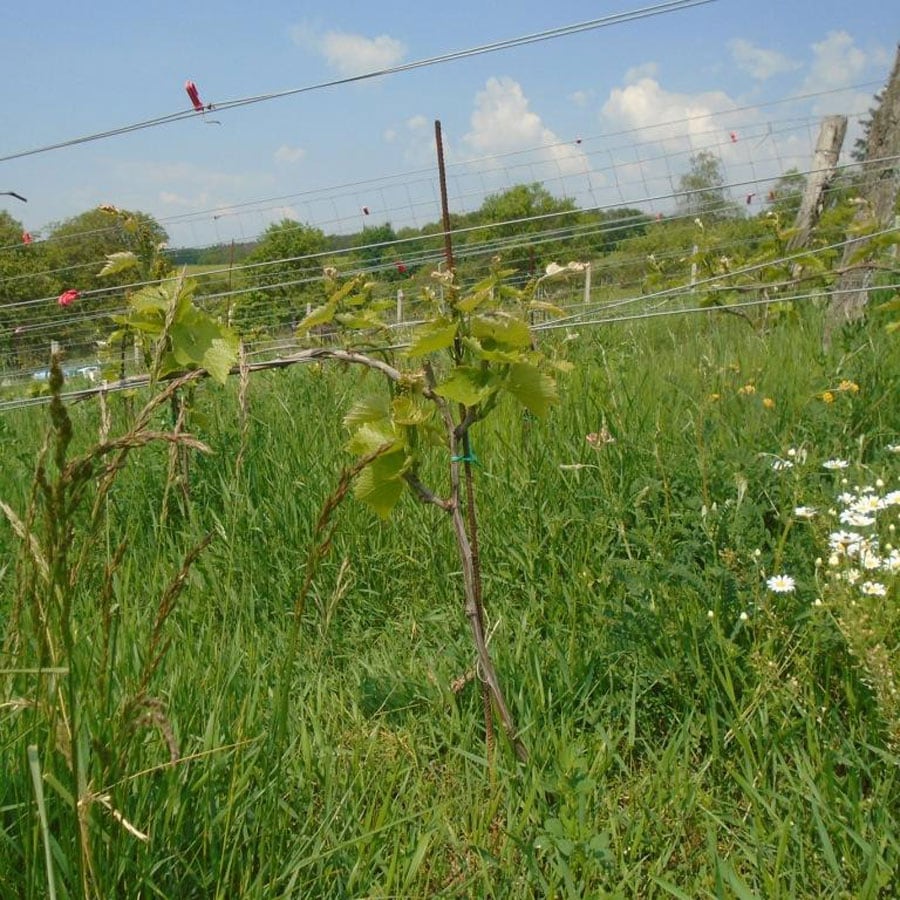 Hrbkovi Květen 2019